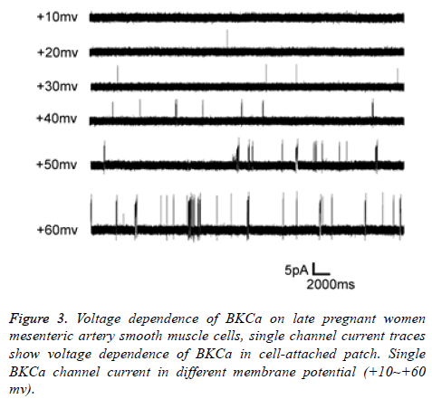 biomedres-muscle-cells