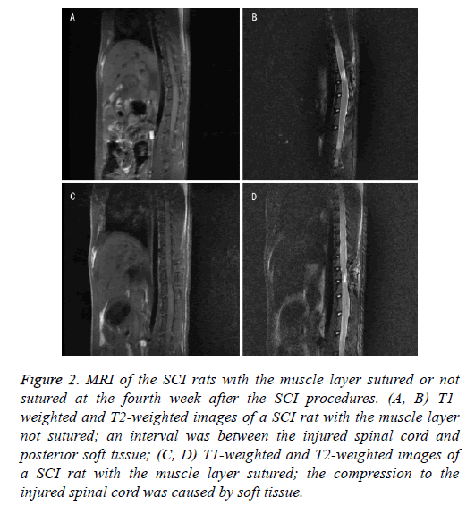 biomedres-muscle-layer