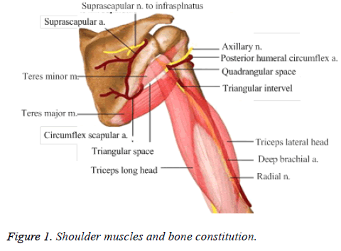 biomedres-muscles-bone