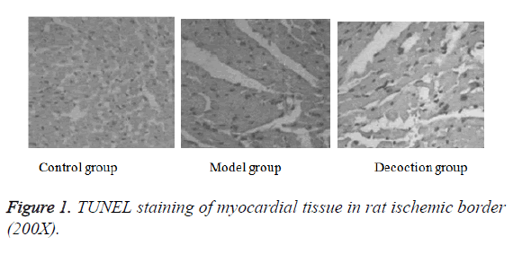 biomedres-myocardial-tissue