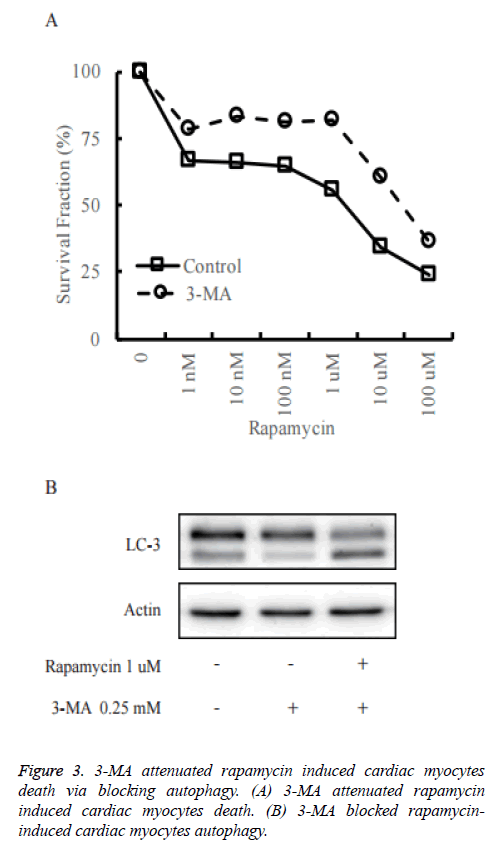 biomedres-myocytes-autophagy