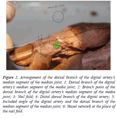 biomedres-nail-fold