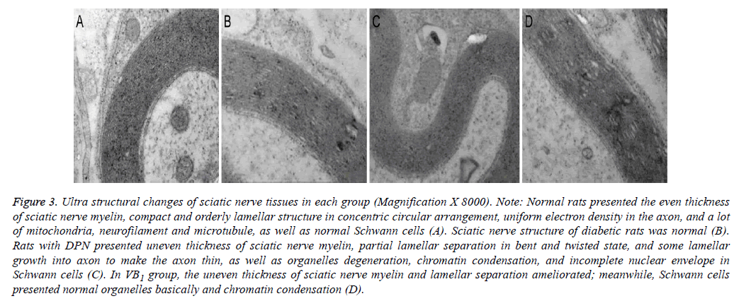 biomedres-nerve-tissues