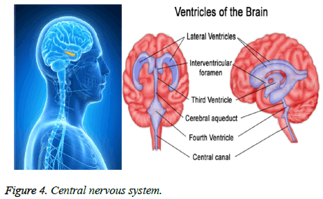 biomedres-nervous-system