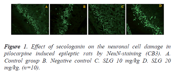 biomedres-neuronal-cell