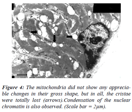 biomedres-nuclear-chromatin