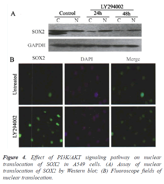 biomedres-nuclear-translocation