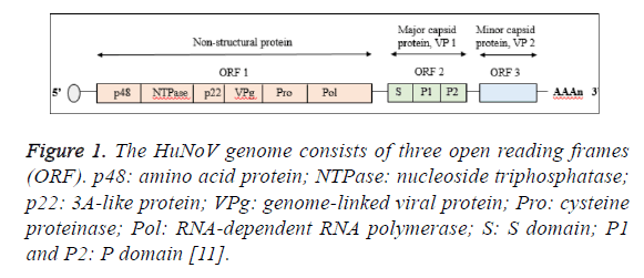 biomedres-nucleoside-triphosphatase