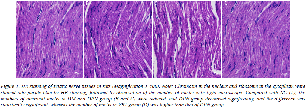 biomedres-nucleus-ribosome