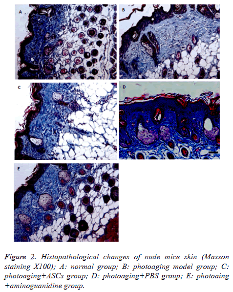 biomedres-nude-mice