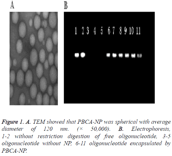 biomedres-oligonucleotide-encapsulated