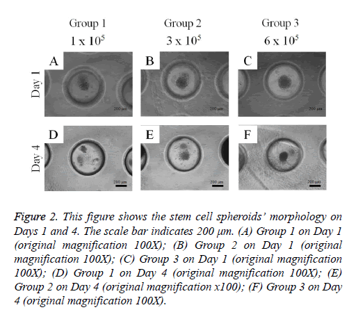 biomedres-original-magnification