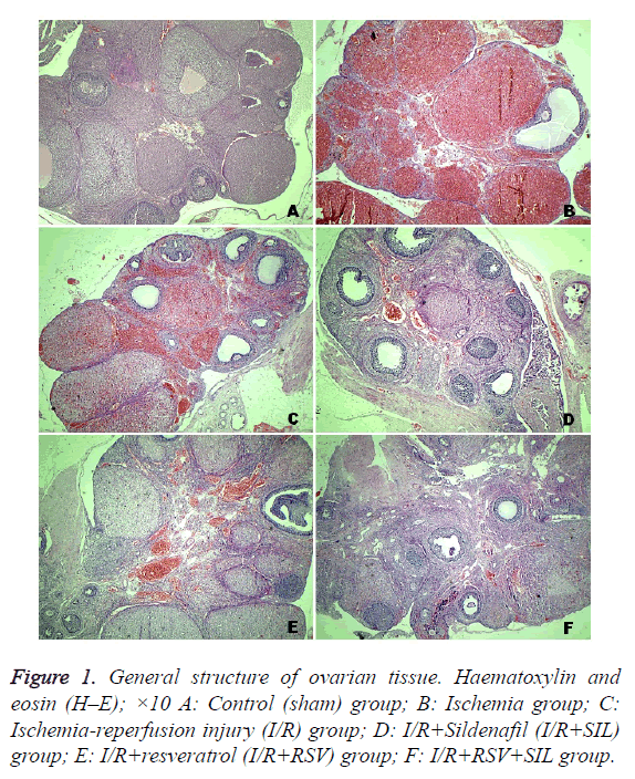 biomedres-ovarian-tissue