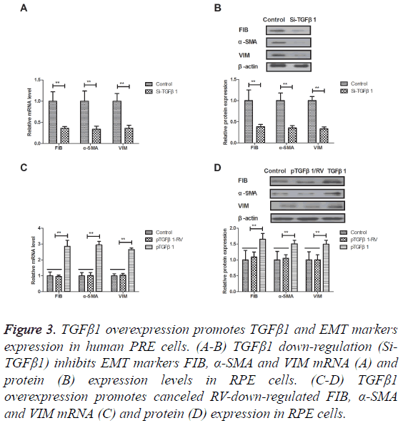 biomedres-overexpression-promotes