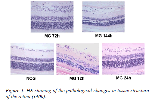 biomedres-pathological-tissue