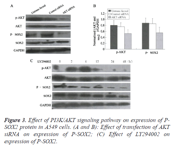 biomedres-pathway-expression