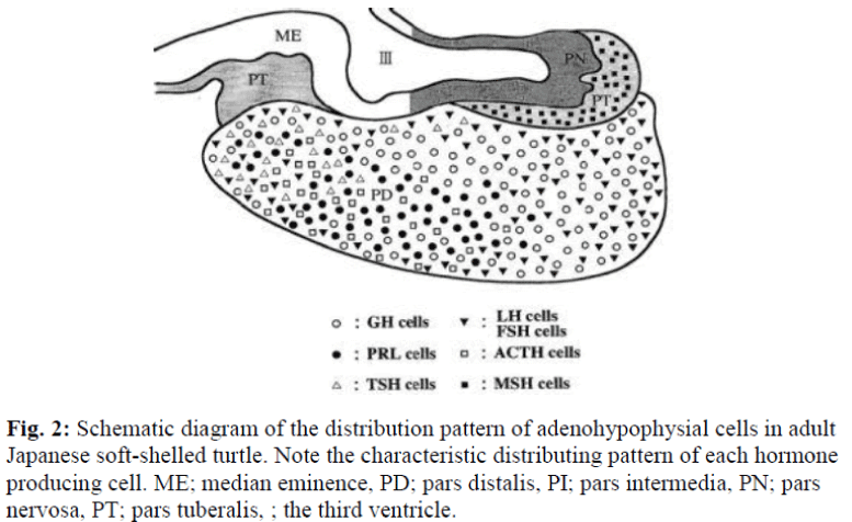 biomedres-pattern-adenohypophysial-cells