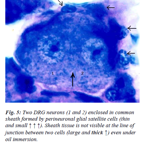 biomedres-perineuronal-glial-satellite-cells