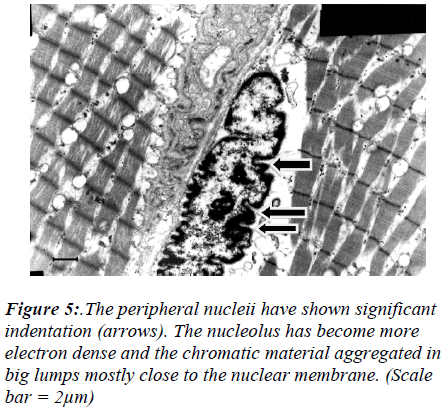 biomedres-peripheral-nucleii