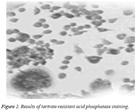 biomedres-phosphatase-staining