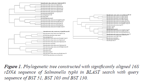 biomedres-phylogenetic-tree