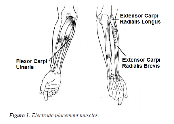 biomedres-placement-muscles
