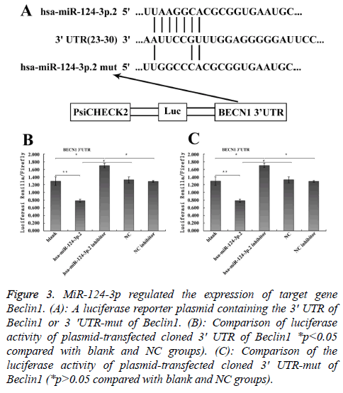 biomedres-plasmid-transfected