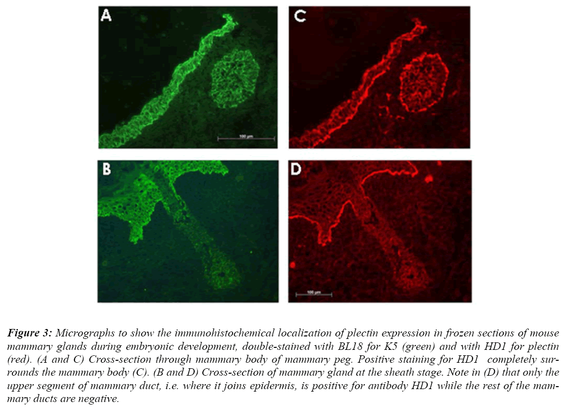 biomedres-plectin-frozen-mouse-mammary