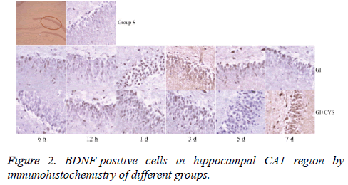 biomedres-positive-cells