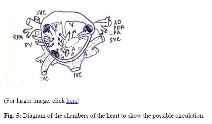 biomedres-possible-circulation