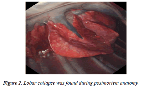 biomedres-postmortem-anatomy