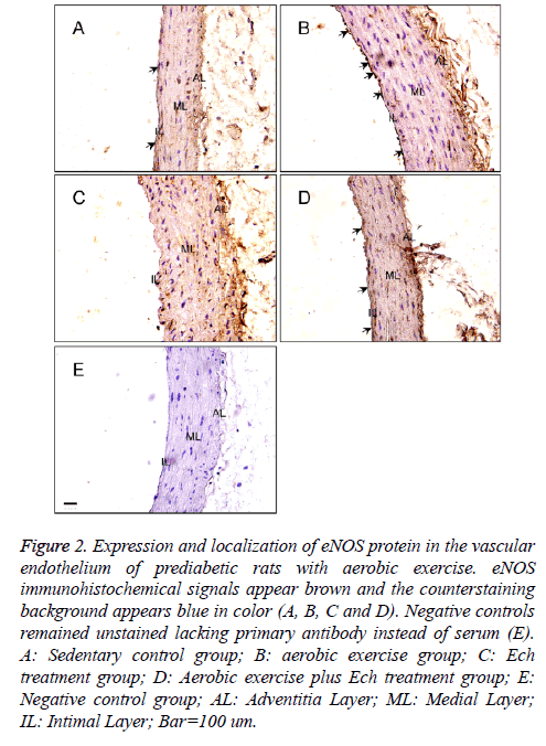 biomedres-prediabetic-rats