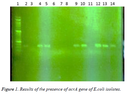 biomedres-presence-acrA-gene