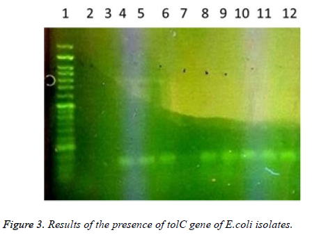 biomedres-presence-tolC-gene