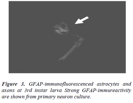 biomedres-primary-neuron