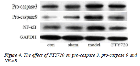 biomedres-pro-caspase