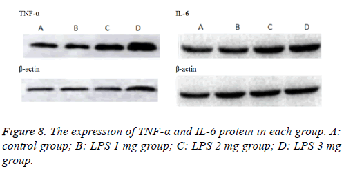 biomedres-product-protein