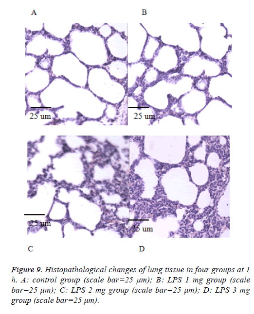 biomedres-product-protein