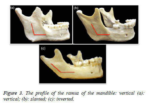 biomedres-profile-ramus