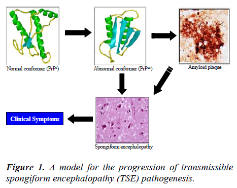 biomedres-progression-transmissible-spongiform