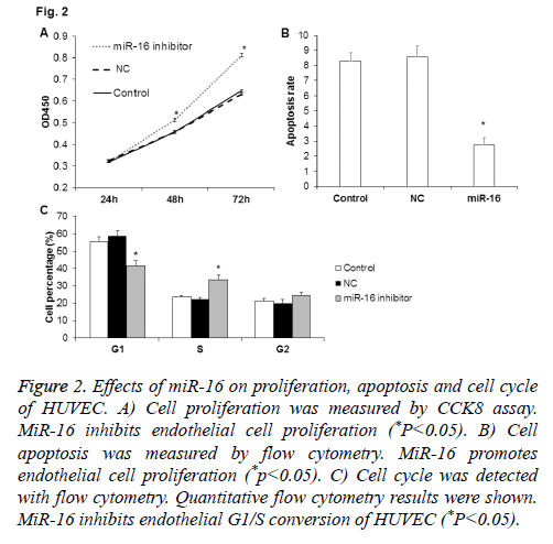 biomedres-proliferation-apoptosis