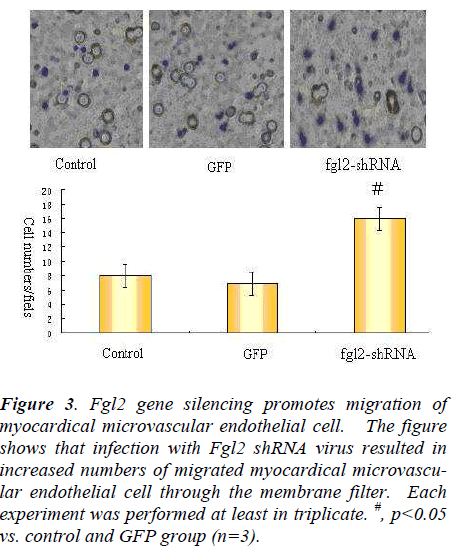 biomedres-promotes-migration