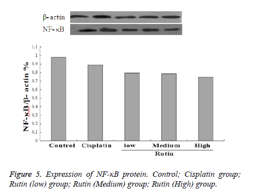 biomedres-protein-Control