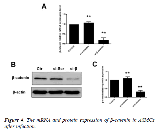 biomedres-protein-expression