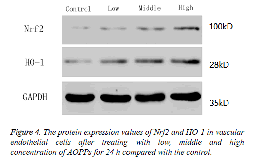 biomedres-protein-expression