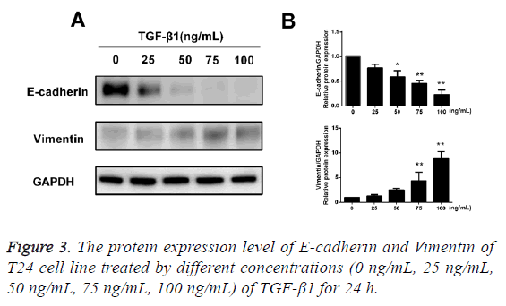 biomedres-protein-expression