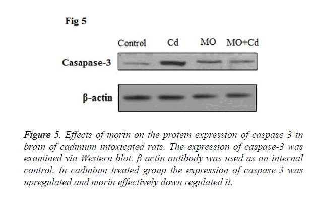 biomedres-protein-expression