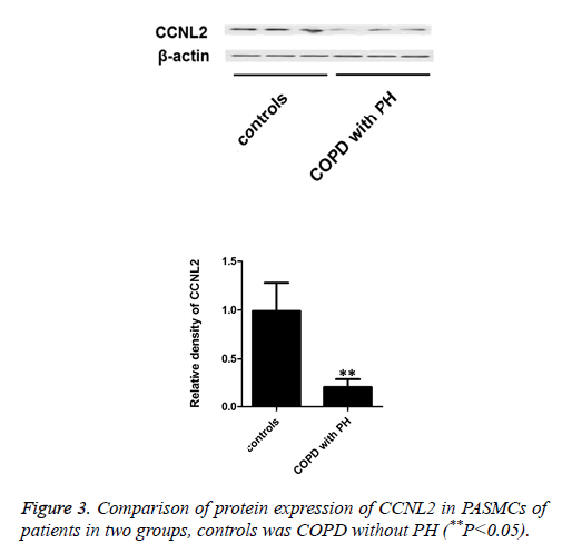 biomedres-protein-expression