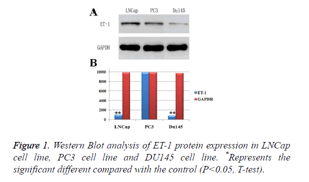 biomedres-protein-expression