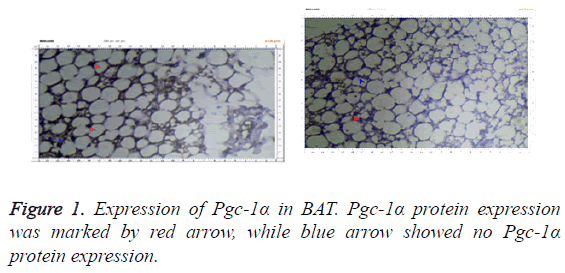 biomedres-protein-expression